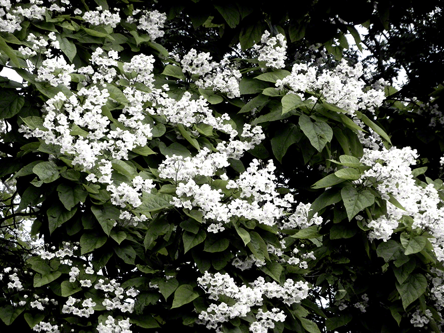 Lepoglava, Trompetenbaum-Catalpa