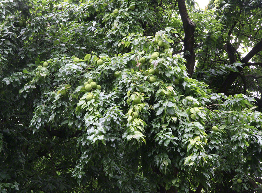 Zagreb-Botanischer Garten 2014