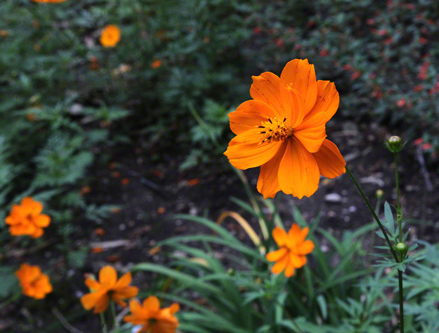 Zagreb-Botanischer Garten 2014