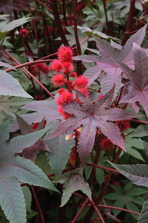 Zagreb-Botanischer Garten 2014