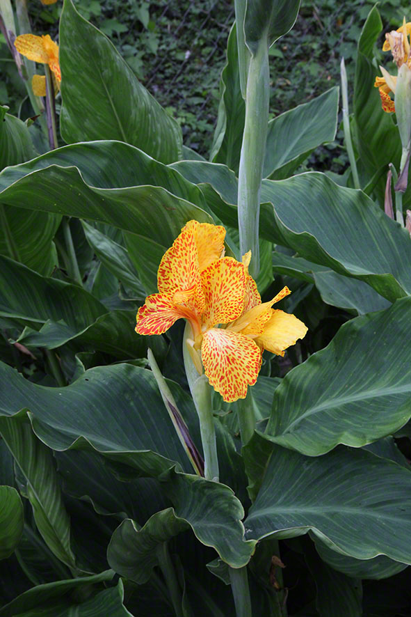 Zagreb-Botanischer Garten 2014