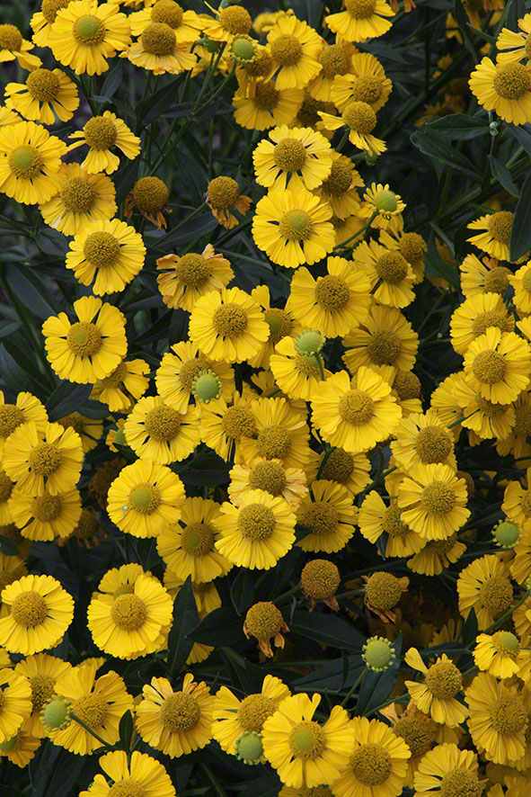 Zagreb-Botanischer Garten 2014