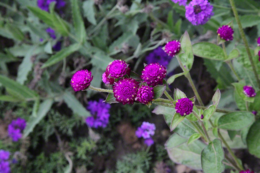 Zagreb-Botanischer Garten 2014