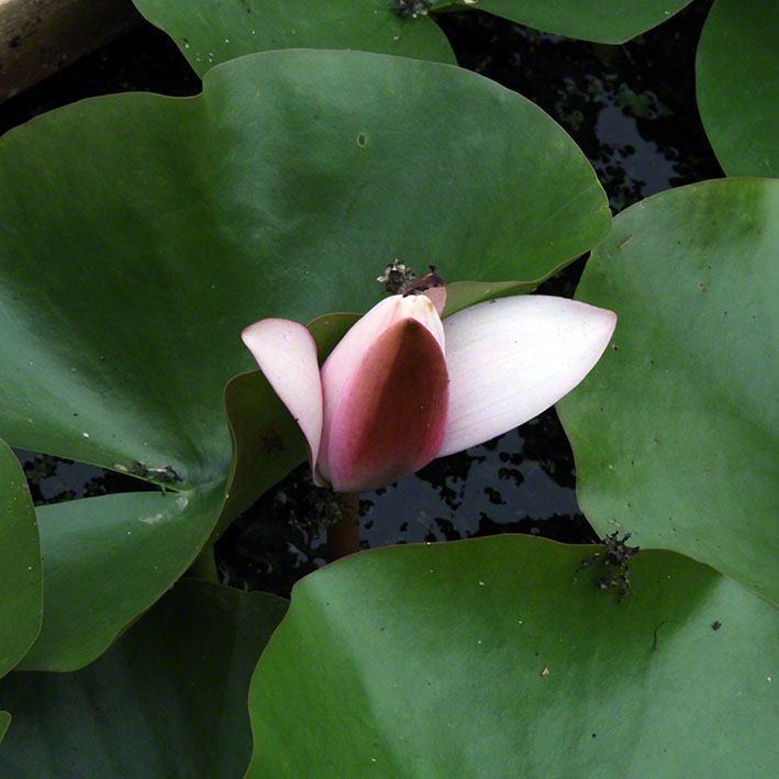 Zagreb-Botanischer Garten 2014, Seerose - Nymphaea