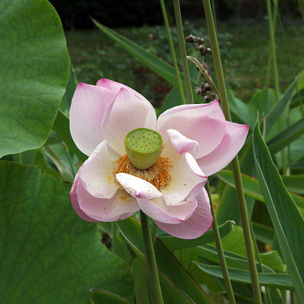 Zagreb-Botanischer Garten 2014 - Lotosblume - Nelumbo