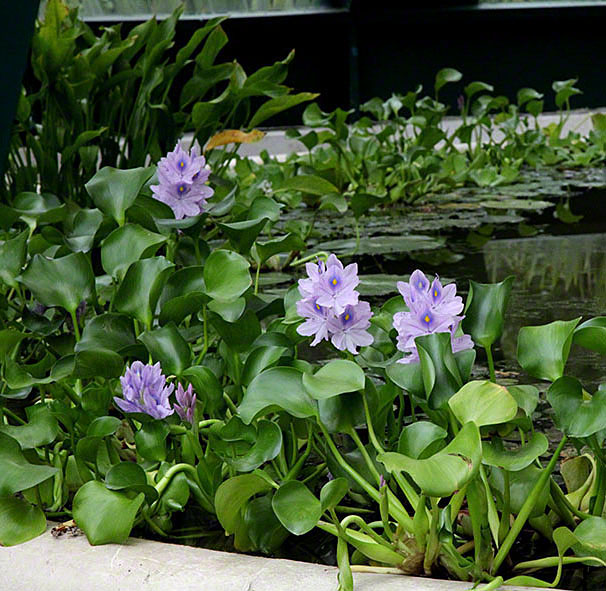 Wasserhyazinthen (Eichhornia)