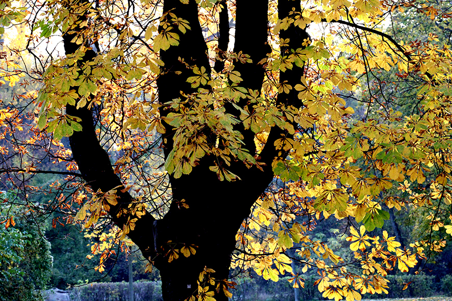 Prater-Hauptallee