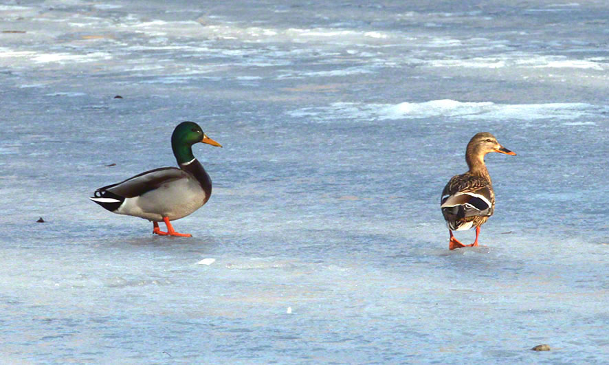 Lusthauswasser, Enten
