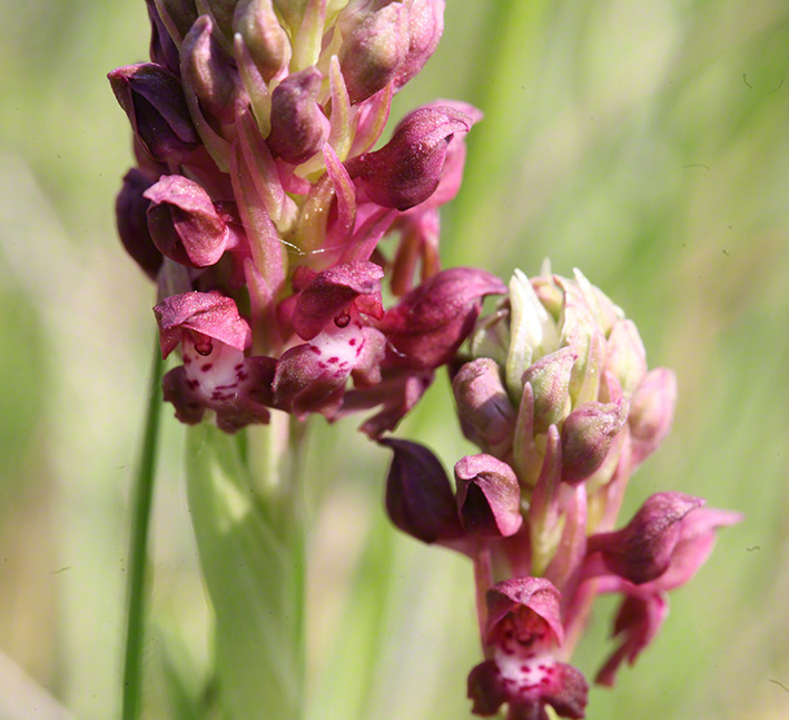 Wanhzen-Knabenkraut - orchis coriophora
