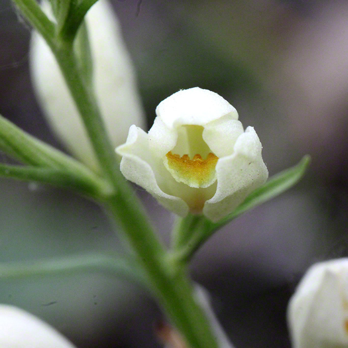 Breitblatt-Waldvögelein - Cephalanthera damasonium