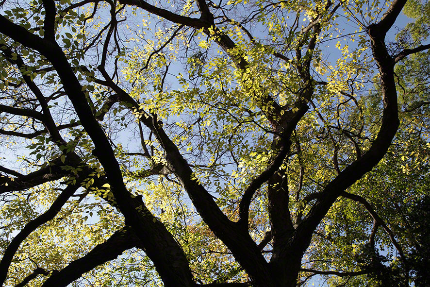 Türkenschanzpark