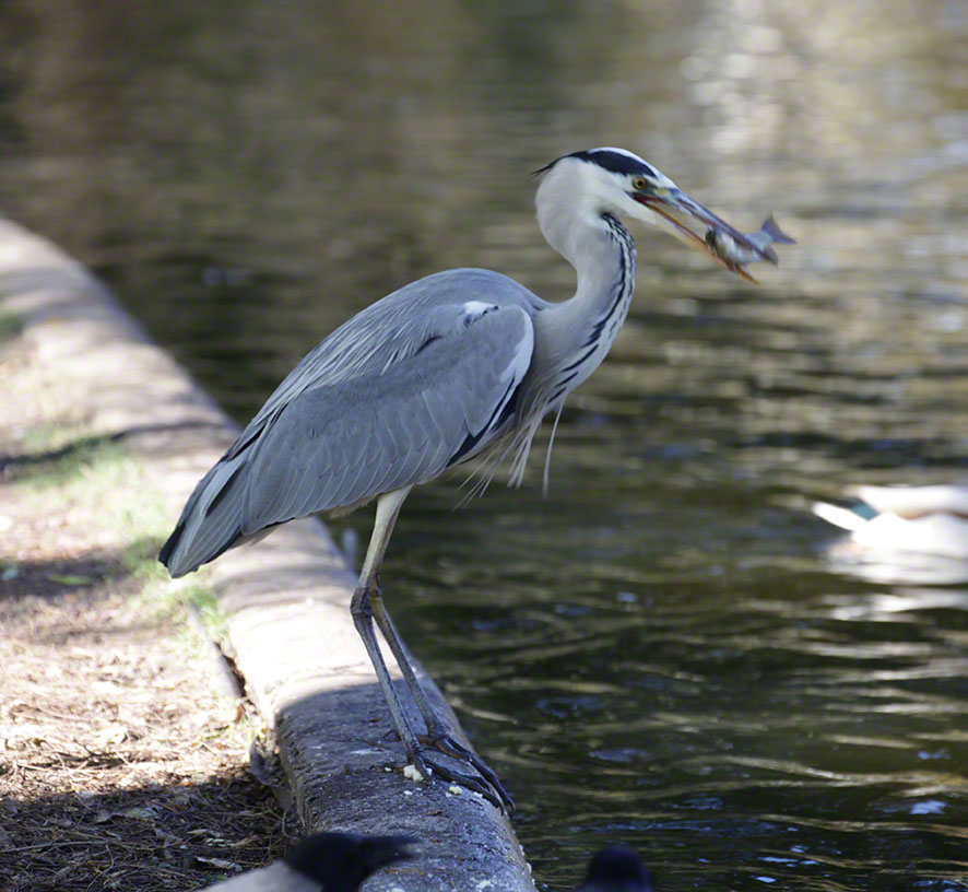 Türkenschanzpark, Graureiher