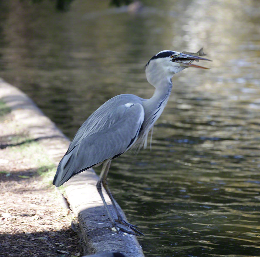 Türkenschanzpark, Graureiher