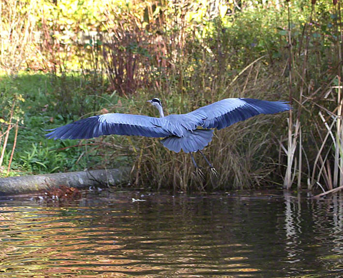 Türkenschanzpark, Graureiher