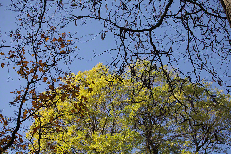 Türkenschanzpark