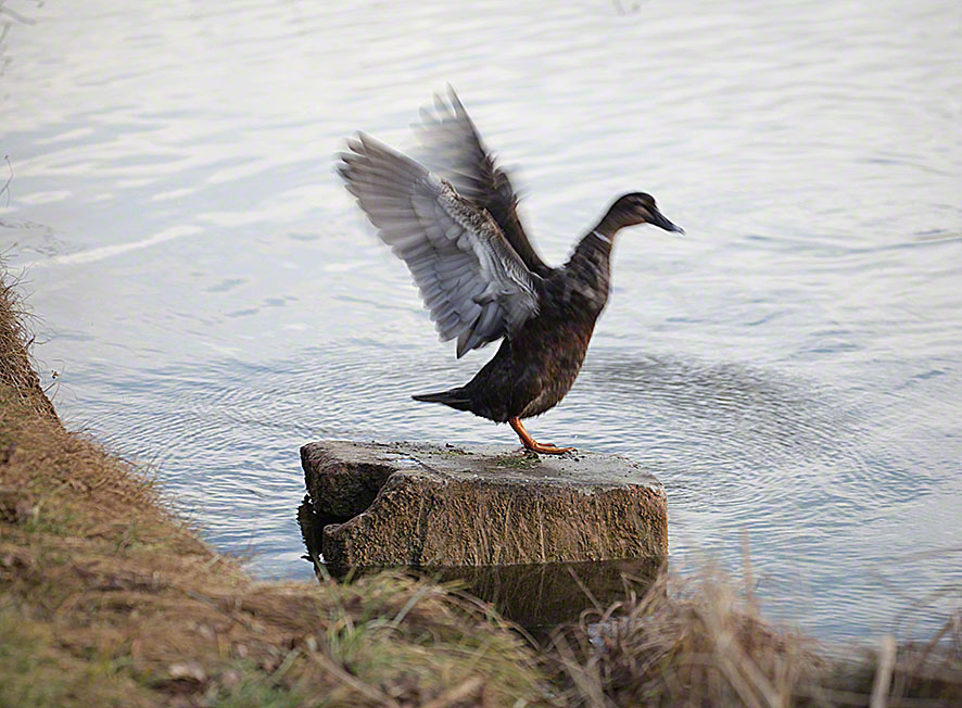 Naufahrtwasser-Ente