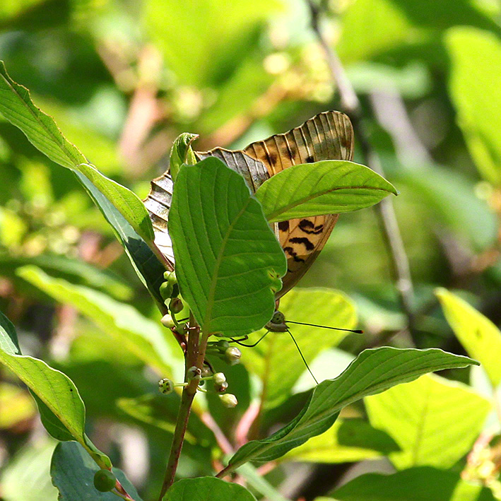 Kaisermantel - Argynnis paphia