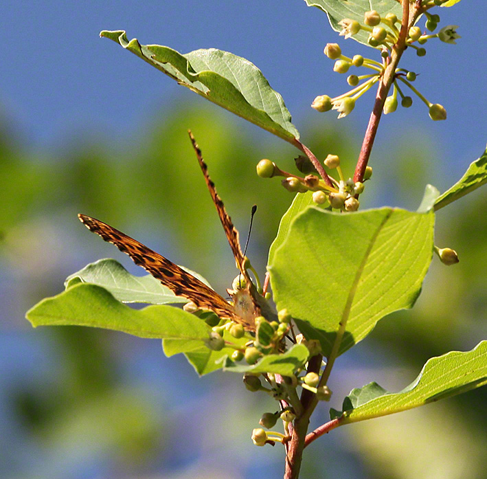 Kaisermantel - Argynnis paphia