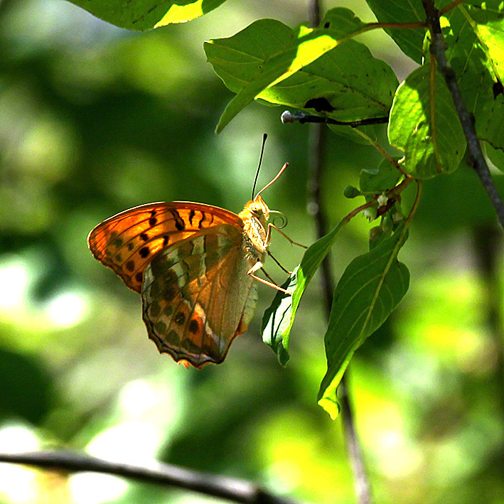 Kaisermantel - Argynnis paphia