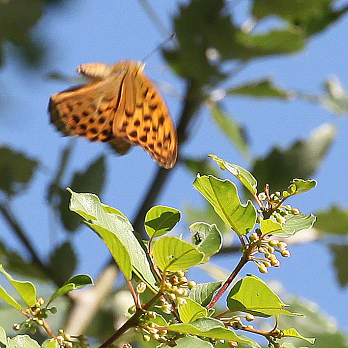 Kaisermantel - Argynnis paphia