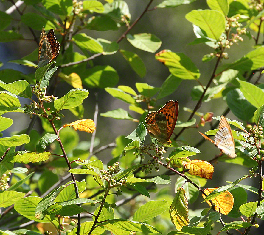 Kaisermantel - Argynnis paphia