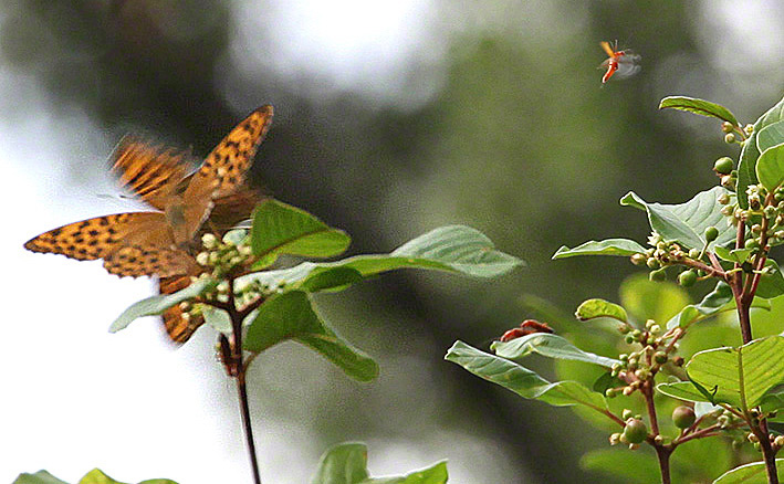Kaisermantel - Argynnis paphia