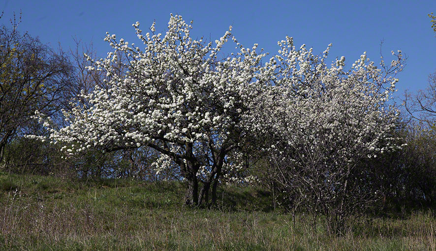 Weiße Blüte