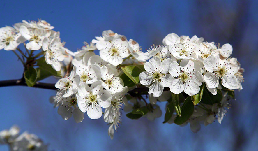Weiße Blüte