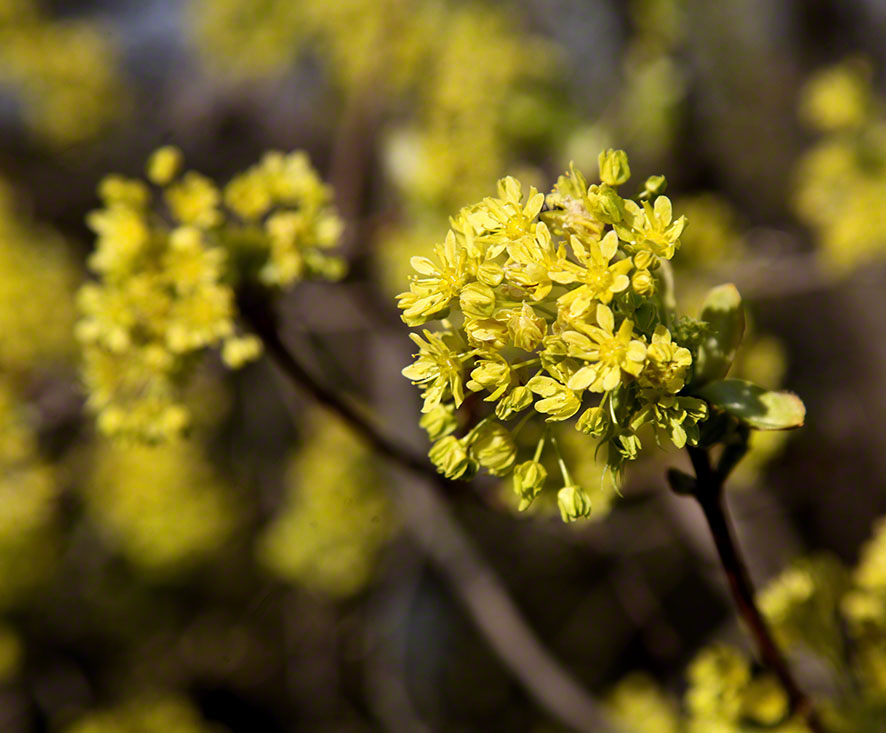 Gelbe Blüte