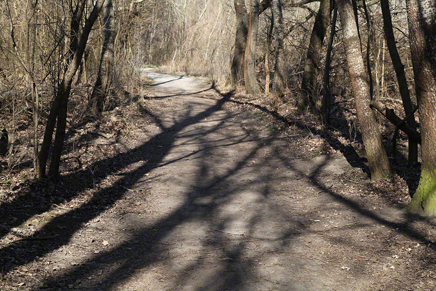 Lobau - Schatten auf den Wegen