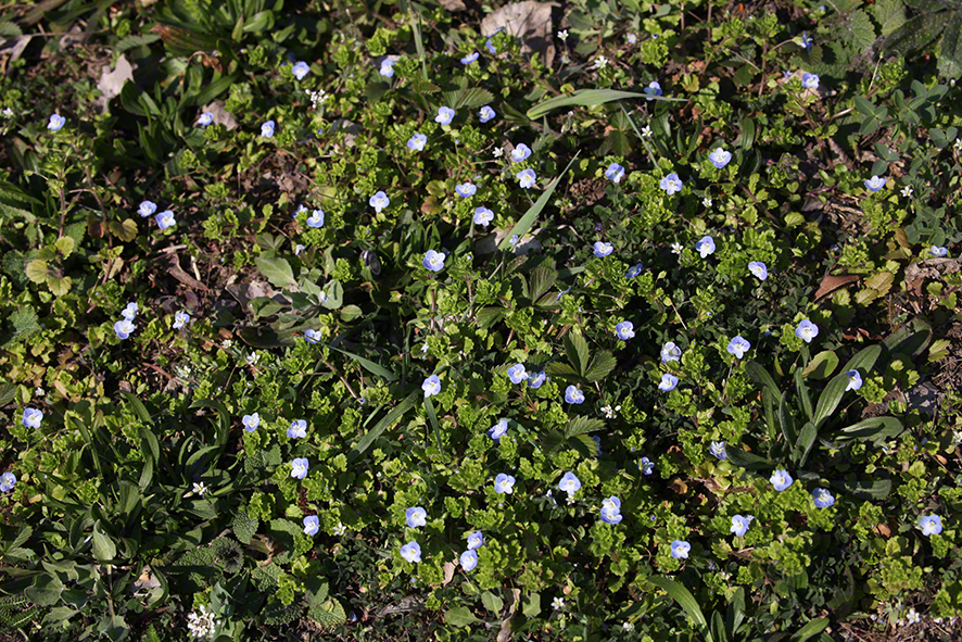 Lobau Ehrenpreis (Veronica)