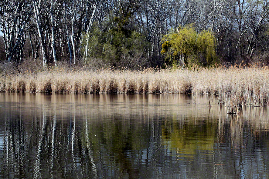 Lobau Panozzalacke