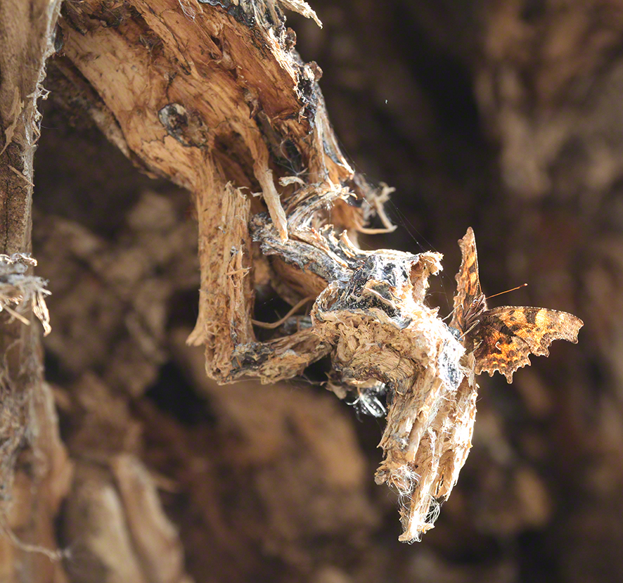 C-Falter (Polygonia c-album)