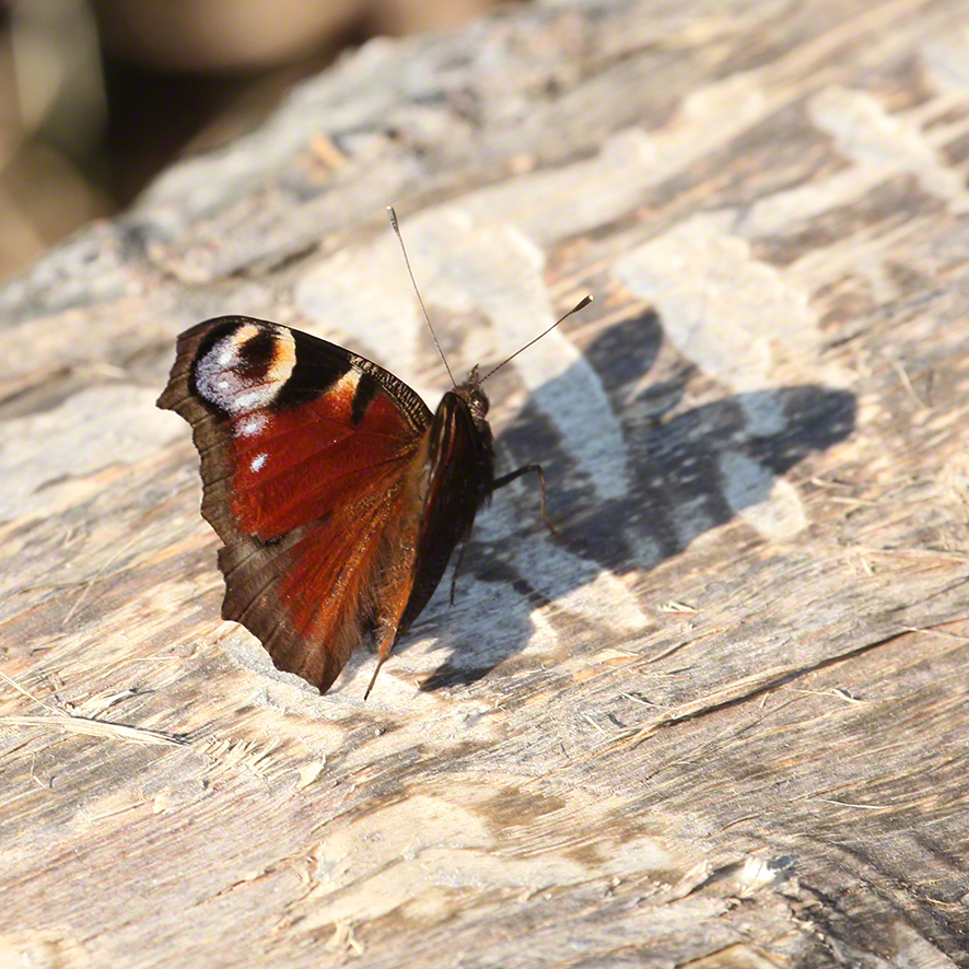 Tagpfauenauge - Aglais io