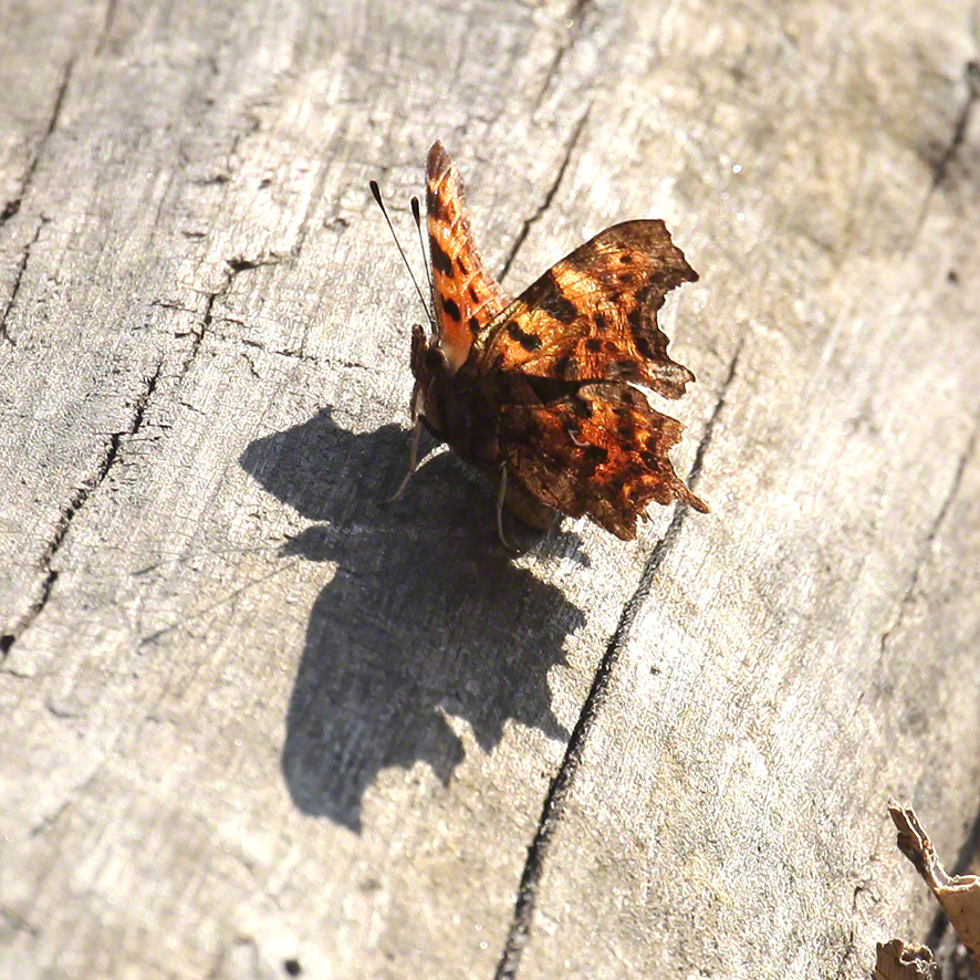 C-Falter (Polygonia c-album)
