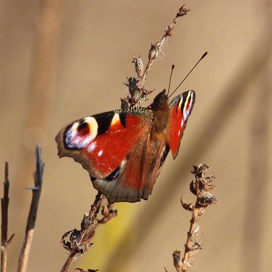 Tagpfauenauge (Aglais io)