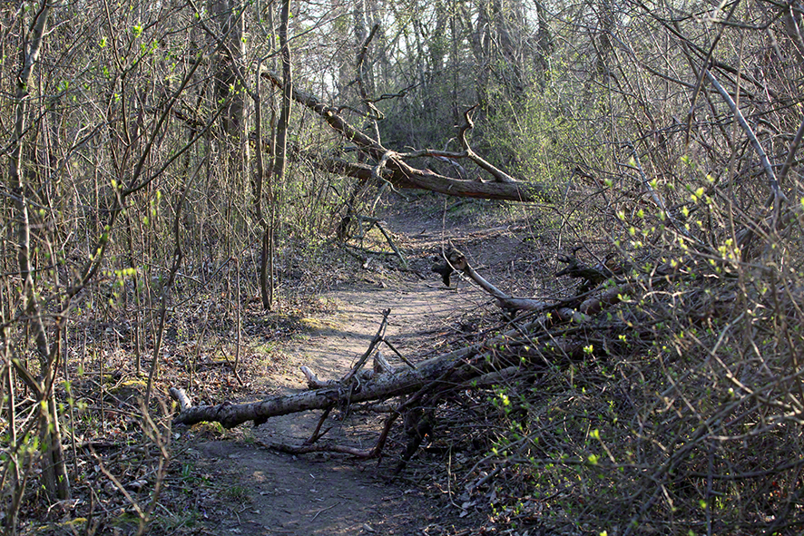 Lobau