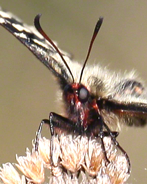 Lobau Osterluzeifalter