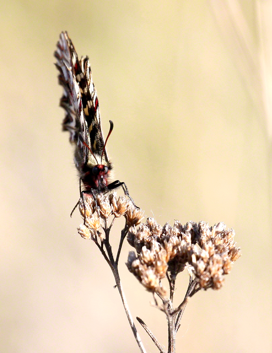 Lobau Osterluzeifalter
