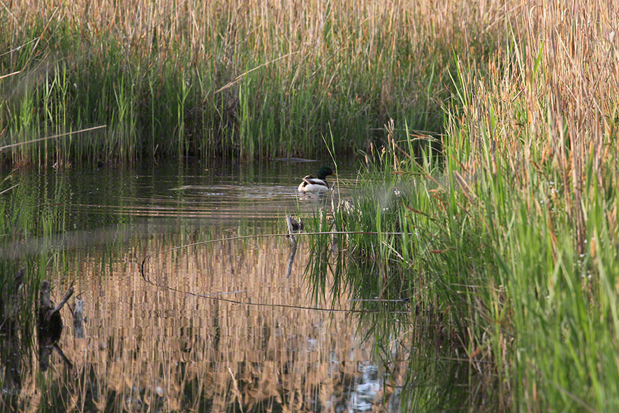 Lobau Schilf