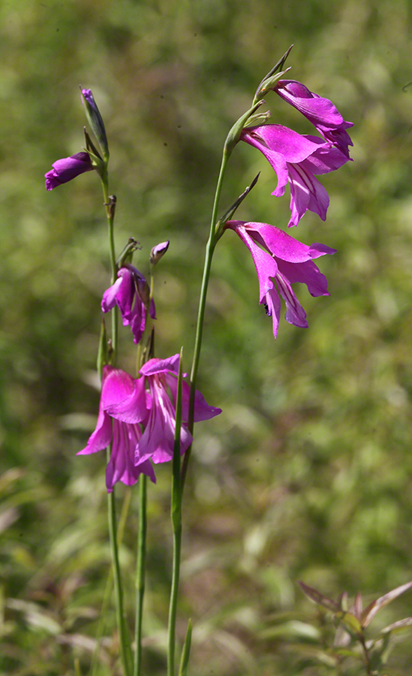 Sumpf-Gladiole Gladiolus palustris