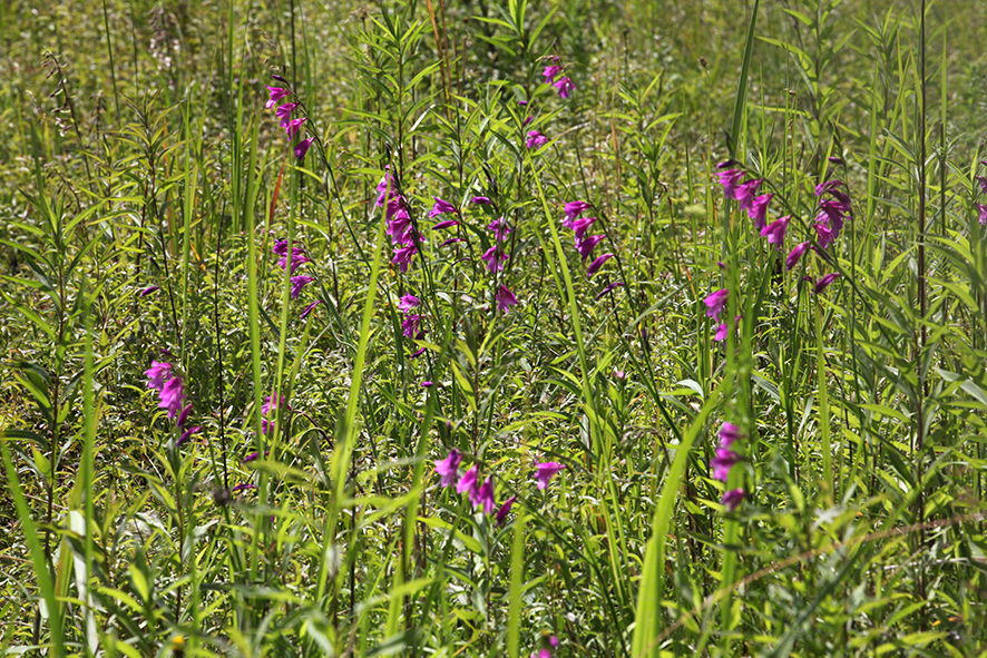 Sumpf-Gladiole Gladiolus palustris