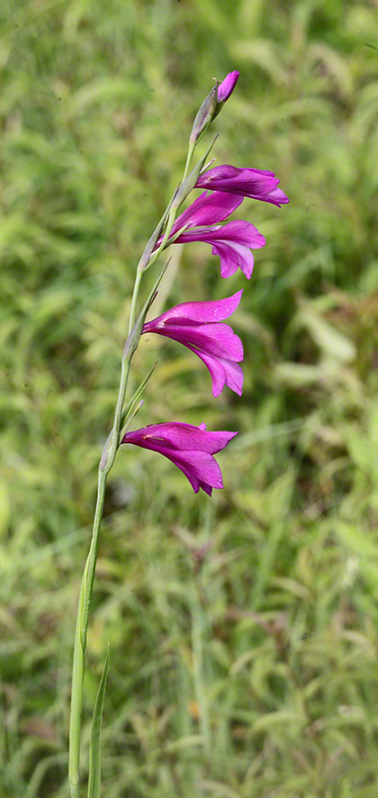 Sumpf-Gladiole Gladiolus palustris