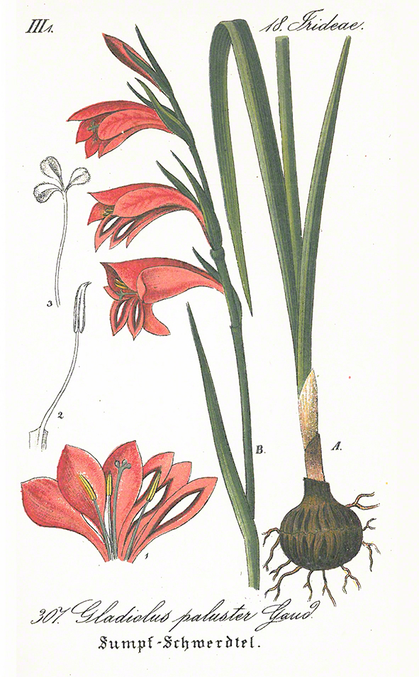 Schlechtendal Sumpf-Gladiole Gladiolus palustris