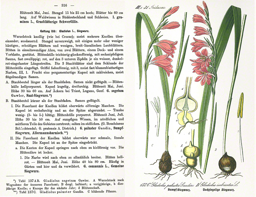 Thome Sumpf-Gladiole Gladiolus palustris