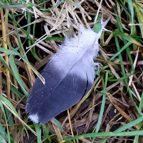 Nebelkrähenfeder