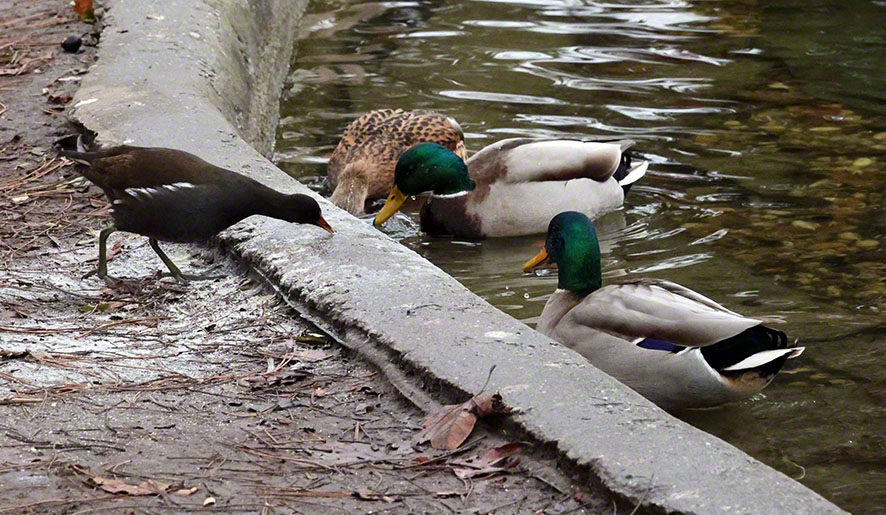 Ralle und Enten