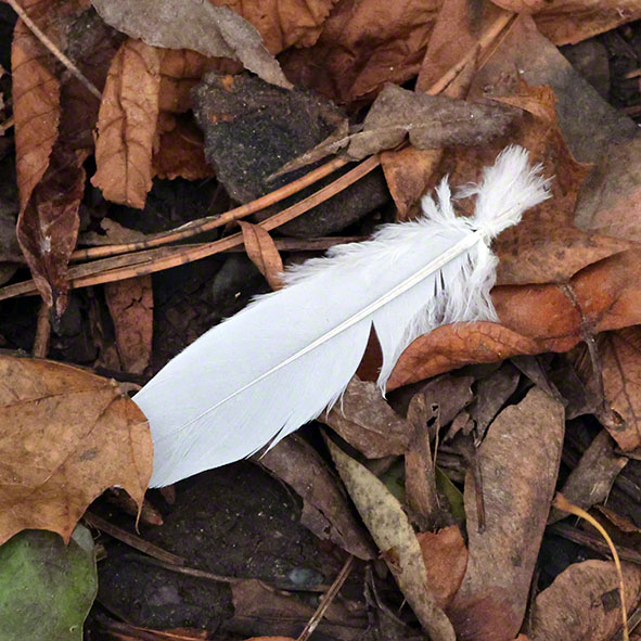 Möwenfeder