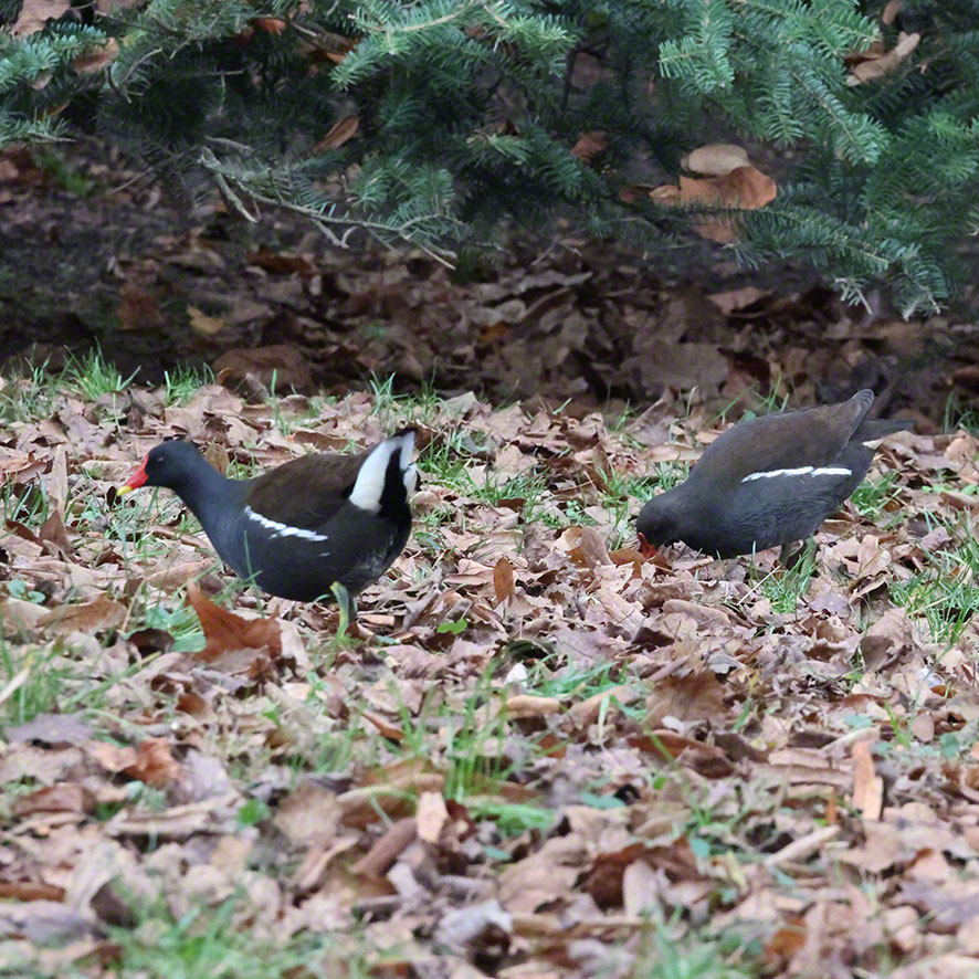 Teichrallen im Türkenschanzpark