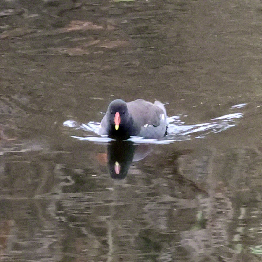 Teichralle im Türkenschanzpark